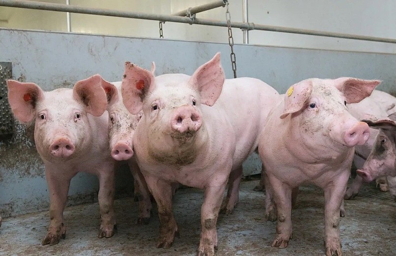 Giá heo hơi giảm nhẹ tại Hà Nội, An Giang và Đồng Tháp, lần lượt về giá 53.000 đồng/kg, 52.000 đồng/kg và 51.000 đồng/kg trong sáng nay.