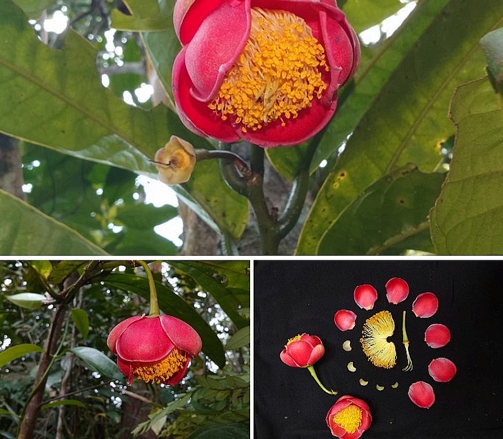 Mới đây, các nhà nghiên cứu thực vật Việt Nam đã công bố một loài hoa trà mới