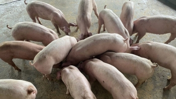 Giá heo hơi biến động trái chiều giữa ba miền