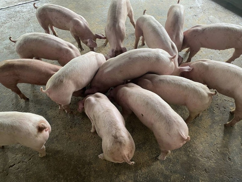 Giá heo hơi ngày 18/10/2025, ghi nhận xu hướng tăng nhẹ ở miền Bắc, đi ngang tại miền Trung và giảm ở nhiều địa phương phía Nam.