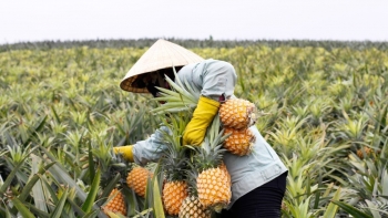 Dứa Việt Nam chinh phục 100 nước, xuất khẩu tăng 114%