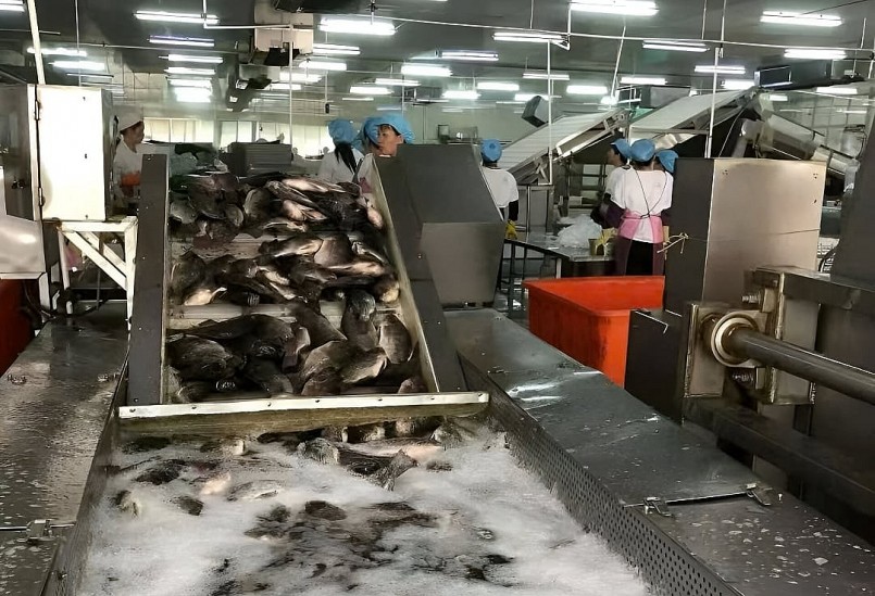 Chế biến cá rô phi xuất khẩu. Ảnh: Minh Đảm. Chế biến cá rô phi xuất khẩu. Ảnh: Minh Đảm.