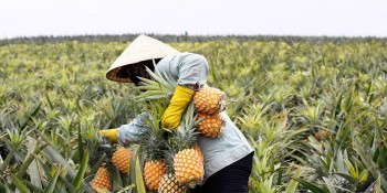 Dứa Việt Nam chinh phục 100 nước, xuất khẩu tăng 114%
