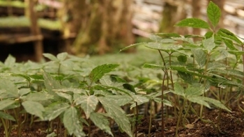 Cây giống sâm Ngọc Linh 1 năm tuổi có giá 155.000 đồng/cây