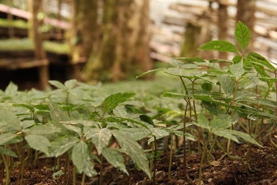 Khu ươm giống sâm Ngọc Linh Khu ươm giống sâm Ngọc Linh