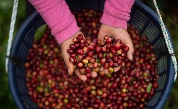 Giá cà phê hôm nay 20/10: Thị trường trong nước ổn định, thế giới ghi nhận tín hiệu trái chiều