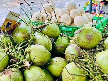 Ngành dừa Việt Nam: Cú sốc cung cầu và nghịch lý giá