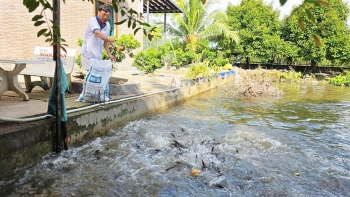 "Hái ra tiền" nhờ mô hình nông nghiệp không chất thải