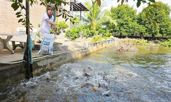 "Hái ra tiền" nhờ mô hình nông nghiệp không chất thải