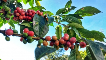 Giá cà phê hôm nay 21/10: Thị trường trong nước lặng sóng, thế giới phân hóa chờ tin nguồn cung