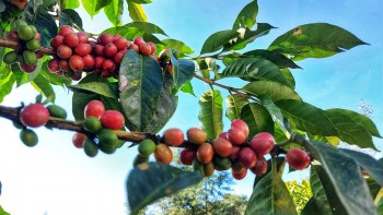 Giá cà phê hôm nay 21/10: Thị trường trong nước lặng sóng, thế giới phân hóa chờ tin nguồn cung