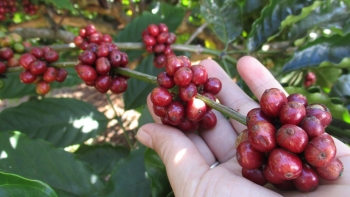 Giá cà phê hôm nay 22/10: Thế giới tăng "sốc", trong nước vững chắc trên mốc 116.000 đồng/kg