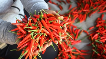 Trung Quốc điều chỉnh quy định nhập khẩu nông sản, tác động mạnh đến thị trường xuất khẩu khu vực