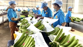 Định vị thủ phủ nông sản xuất khẩu trên cao nguyên đất đỏ