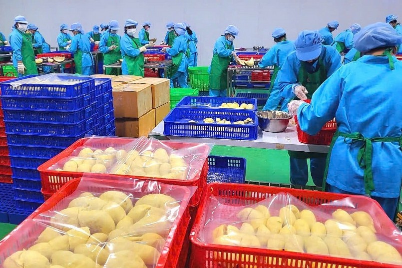 Xuất khẩu sầu riêng tăng vọt, rau quả Việt hướng tới 8 tỷ USD