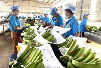 Định vị thủ phủ nông sản xuất khẩu trên cao nguyên đất đỏ