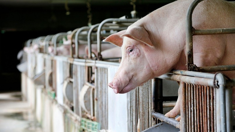 Sau hai phiên tăng nhẹ, giá heo hơi tại khu vực miền Bắc đã tạm chững trong sáng nay. Trong khi đó, khu vực miền Trung - Tây Nguyên và miền Nam ghi nhận điều chỉnh tăng 1.000 - 2.000 đồng/kg. Sau hai phiên tăng nhẹ, giá heo hơi tại khu vực miền Bắc đã tạm chững trong sáng nay. Trong khi đó, khu vực miền Trung - Tây Nguyên và miền Nam ghi nhận điều chỉnh tăng 1.000 - 2.000 đồng/kg.