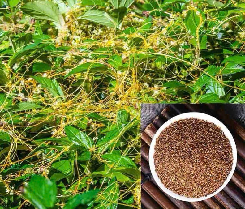 Thỏ ty tử - Hạt nhỏ nhưng mang lại giá trị lớn