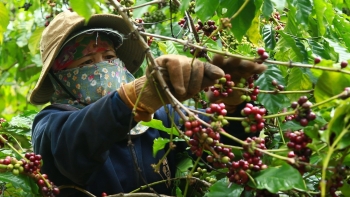 VCCI đề xuất tháo gỡ rào cản thuế cho doanh nghiệp nông nghiệp