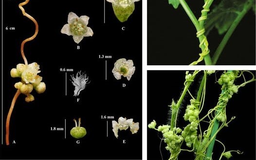 Thỏ ty tử - Hạt nhỏ nhưng mang lại giá trị lớn