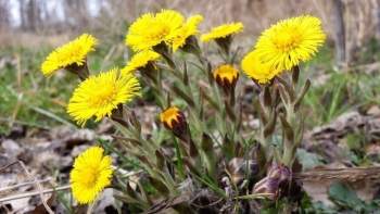 Khoản đông hoa - Vị thuốc quý cho phổi khỏe