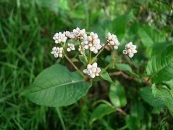 Thồm lồm - Sức sống bền bỉ và giá trị chữa lành từ thiên nhiên