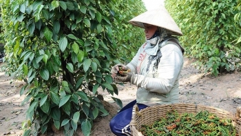 Giá hồ tiêu hôm nay 24/10: Trong nước đi ngang ở mức cao, xuất khẩu tiến sát mốc 1,5 tỷ USD