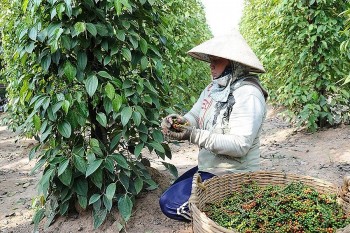 Giá hồ tiêu hôm nay 24/10: Trong nước đi ngang ở mức cao, xuất khẩu tiến sát mốc 1,5 tỷ USD