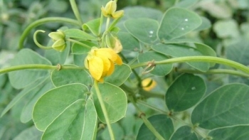 Thảo quyết minh – Dược liệu quý giúp an thần, hạ huyết áp và cải thiện giấc ngủ