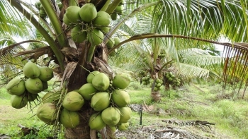 Dừa Việt "lên ngôi" ở Trung Quốc, mở ra cơ hội mới cho thị trường châu Á