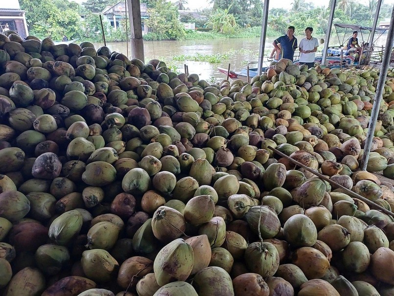 Dừa Việt "lên ngôi" ở Trung Quốc, mở ra cơ hội mới cho thị trường châu Á