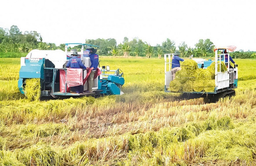 Khâu thu gom rơm rạ sau thu hoạch trong mô hình trồng lúa chất lượng cao giảm phát thải. Ảnh: Chúc Ly