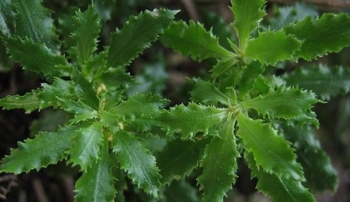 Thạch tùng răng cưa - Dược liệu quý hiếm hỗ trợ điều trị bệnh Alzheimer