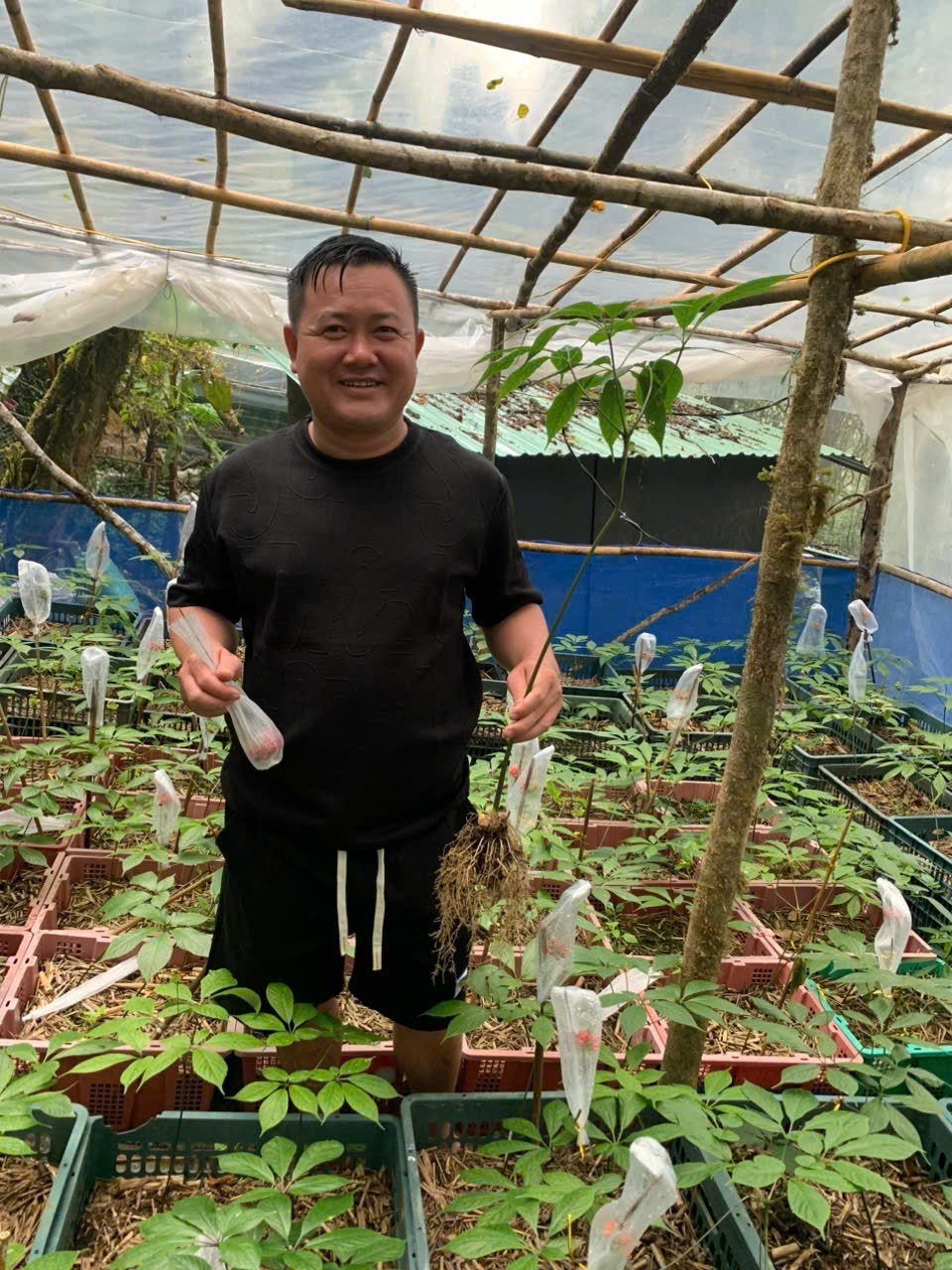 Bài 1: Nơi lưu giữ “quốc bảo” giữa đại ngàn: “Rừng nuôi sâm, sâm giữ rừng” Nơi lưu giữ “quốc bảo” giữa đại ngàn: “Rừng nuôi sâm, sâm giữ rừng”