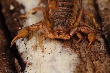 Toàn yết – Vị thuốc "độc mà quý" trong Đông y