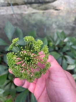 Nơi lưu giữ “quốc bảo” giữa đại ngàn: “Rừng nuôi sâm, sâm giữ rừng”