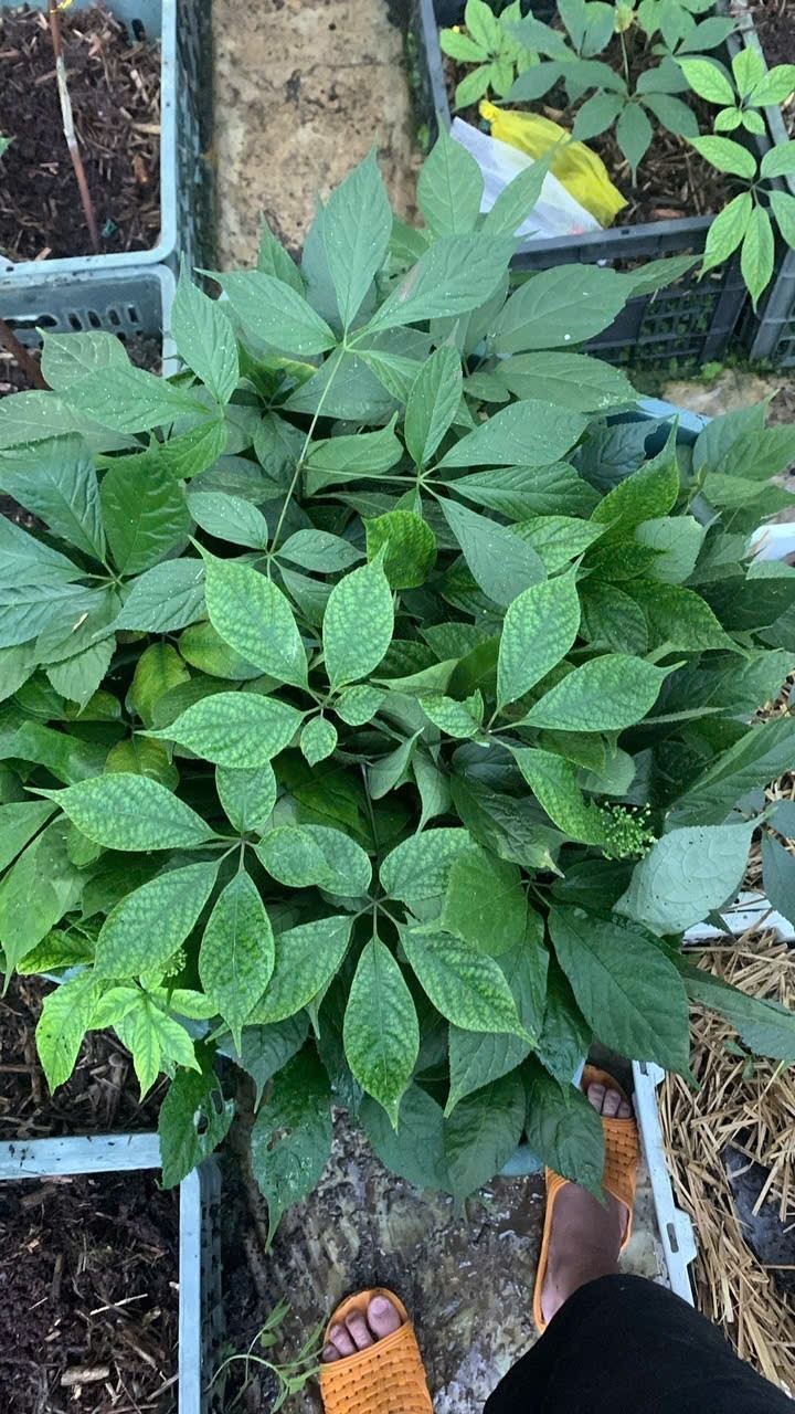 Nơi lưu giữ “quốc bảo” giữa đại ngàn: Thiên tai không làm nản lòng người