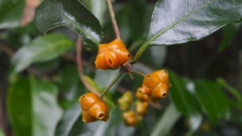 Mặt quỷ - Giải mã "thần dược" mọc hoang, khắc tinh của mụn nhọt và phong thấp