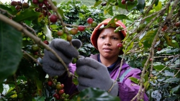 Cà phê Việt thu 8,4 tỷ USD: Kỷ lục "vỏ" và nỗi lo "lõi"