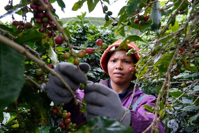 Nông dân thu hoạch cà phê. Nông dân thu hoạch cà phê.