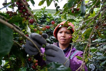 Cà phê Việt thu 8,4 tỷ USD: Kỷ lục "vỏ" và nỗi lo "lõi"