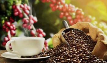 Giải bài toán thuế, mở dòng vốn cho doanh nghiệp cà phê