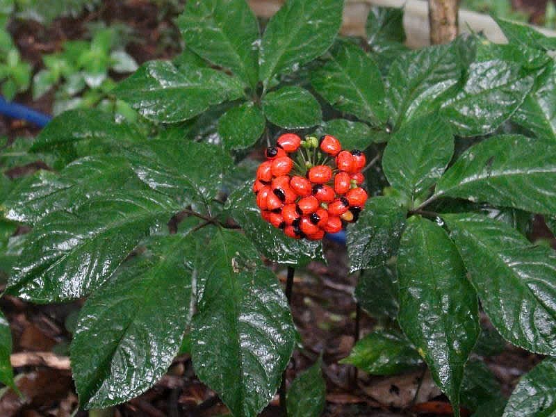 Nơi lưu giữ “quốc bảo” giữa đại ngàn: Thiên tai không làm nản lòng người