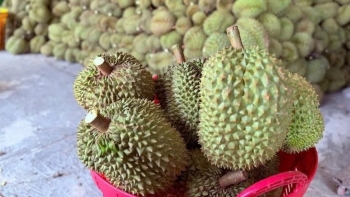 Gần 2.000 container sầu riêng ùn ứ, Hiệp hội Đắk Lắk kiến nghị khẩn gỡ khó