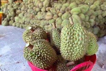 Gần 2.000 container sầu riêng ùn ứ, Hiệp hội Đắk Lắk kiến nghị khẩn gỡ khó