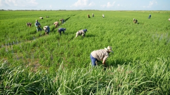 Cuba trồng 200.000 héc ta lúa, Việt Nam hỗ trợ hạt giống và kỹ thuật canh tác