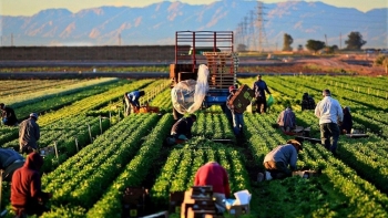 Kinh tế trang trại - động lực phát triển bền vững cho khu vực nông thôn