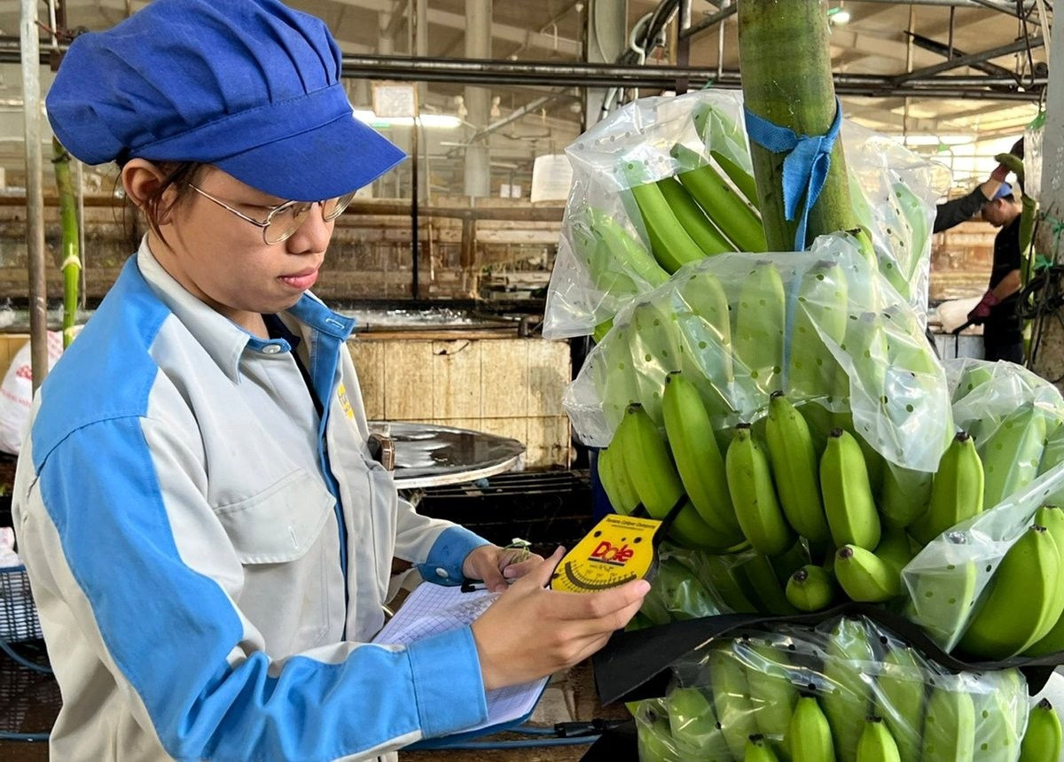 Chuối xuất khẩu ở Unifarm. Ảnh: Thanh Sơn.