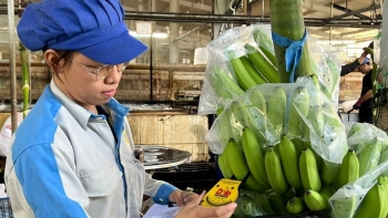 Việt Nam vươn lên thành nguồn cung rau quả lớn thứ tư cho thị trường Đài Loan
