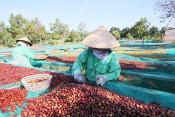 Giá cà phê hôm nay 27/10: Thị trường nội địa đi ngang, chờ đợi cú hích từ thế giới